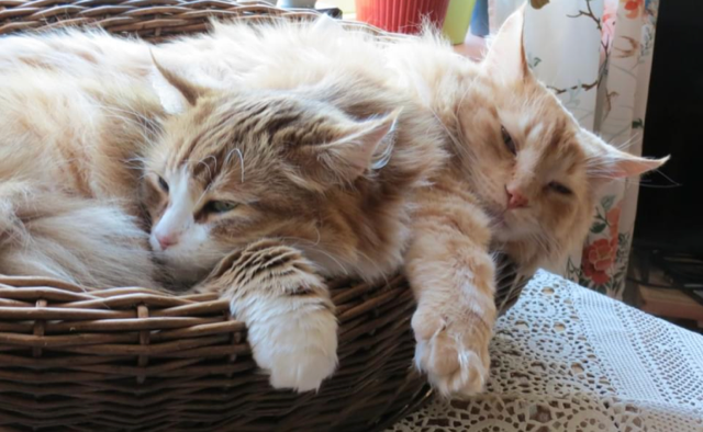 Sibiriska katter Hercules o Galileo